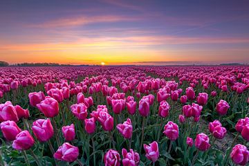 Champ de tulipes au lever du soleil dans le Noordoostpolder