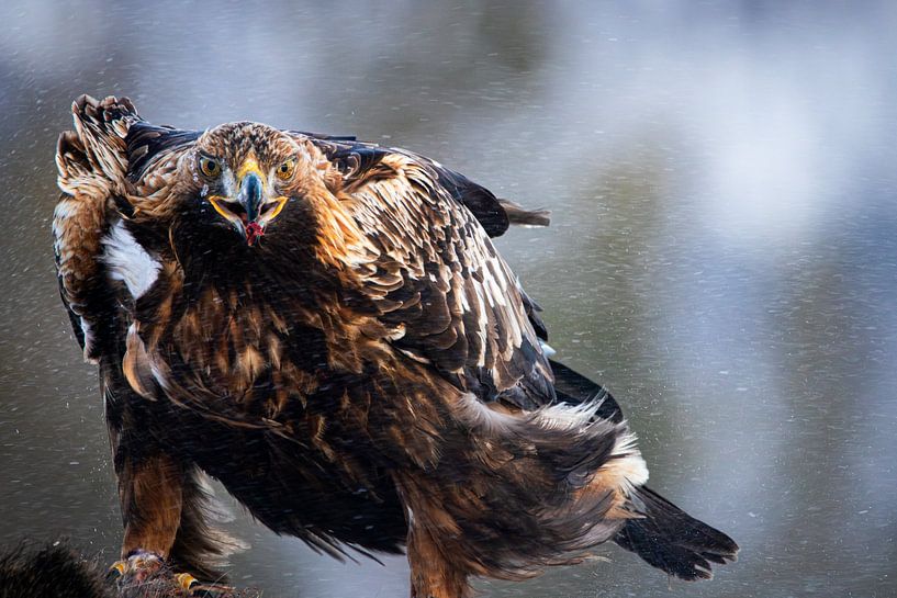 Steinadler im Schneesturm von Wessel Veenbrink