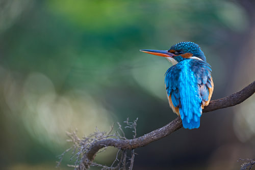 IJsvogel