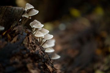 Helmmycena (Mycena galericulata) von Fotomakerij