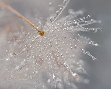 Water droplets on a dandelion fluff by Marjolijn van den Berg