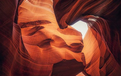 Ongeziene schoonheid