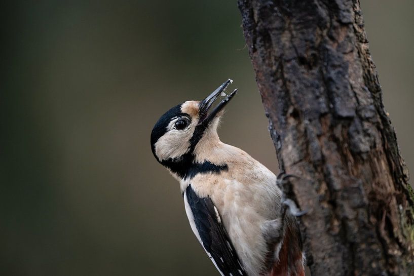 Grote bonte specht  Dendrocopos major van Egon Zitter