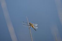 Libelle