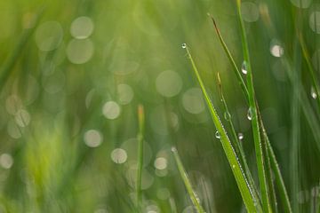 De l'herbe avec des gouttes de rosée