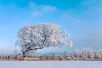 Snow-covered hornbeam