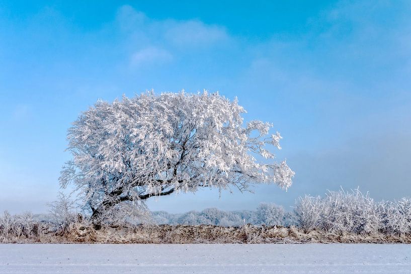 Snow-covered hornbeam by Dieter König