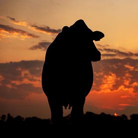 Silhouet van een Koe tijdens zonsopkomst van Els Korsten