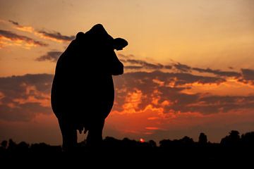 Silhouet van een Koe tijdens zonsopkomst van Els Korsten