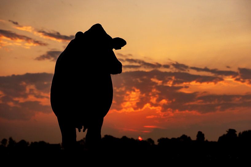 Silhouette of a Cow at Sunrise by Els Korsten