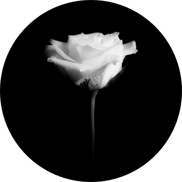 witte roos van Peter Baak