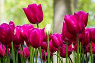 Wit tussen het rozerood (tulpen) van Marly De Kok thumbnail