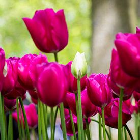 Blanc entre le rose et le rouge (tulipes) sur Marly De Kok