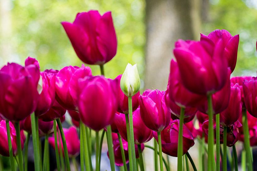 Wit tussen het rozerood (tulpen) van Marly De Kok