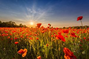 Champ de coquelicots au coucher du soleil