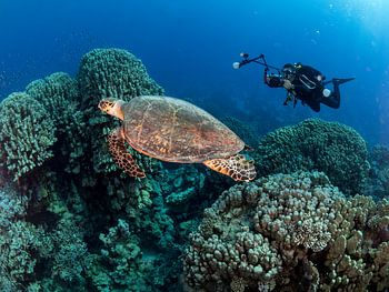 Une tortue et un photographe