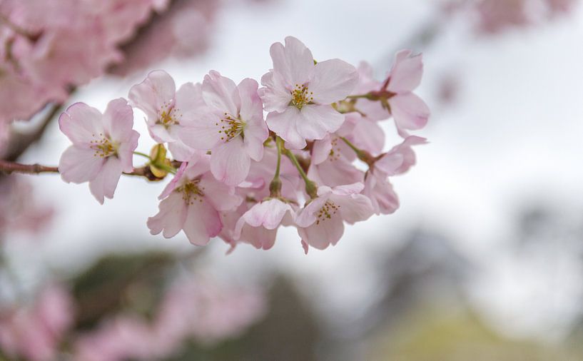 Sakura par Kees Korbee