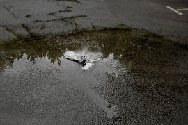 The Rains #04 by Mario van Middendorf