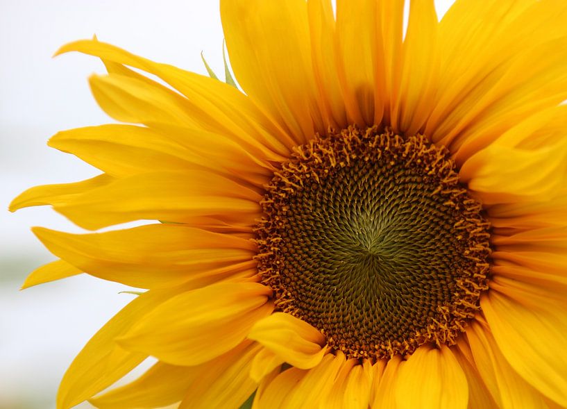 The Sunflower von Anne Seltmann