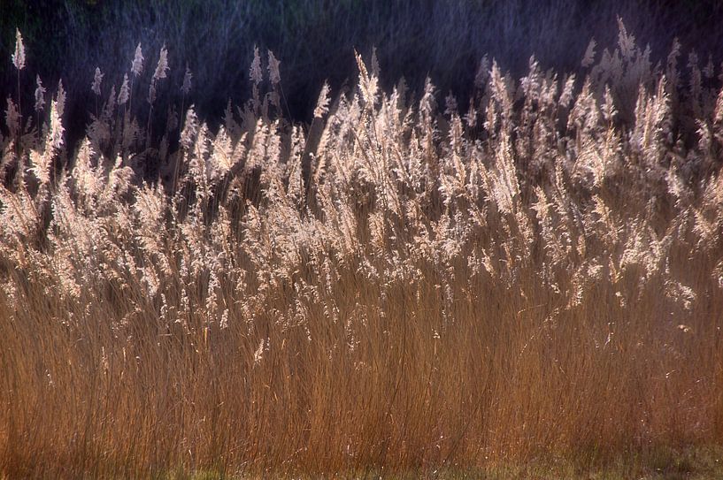 Nature morte aux roseaux par Edgar Schermaul