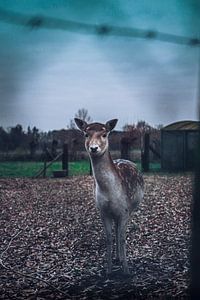 Bambi van Tom Paquay