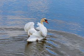 Voorbij zwemmende zwaan van Jurjen Jan Snikkenburg