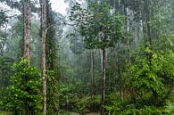 Regenwoud in Borneo van Jasper den Boer thumbnail