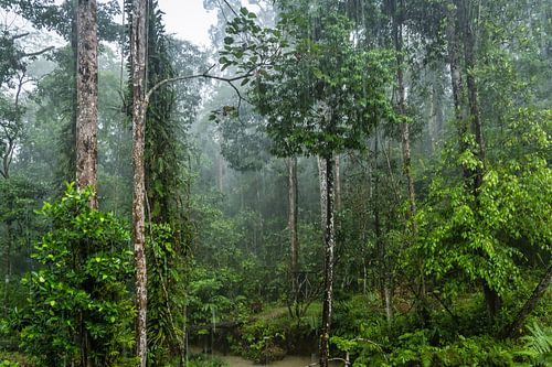 Regenwoud in Borneo