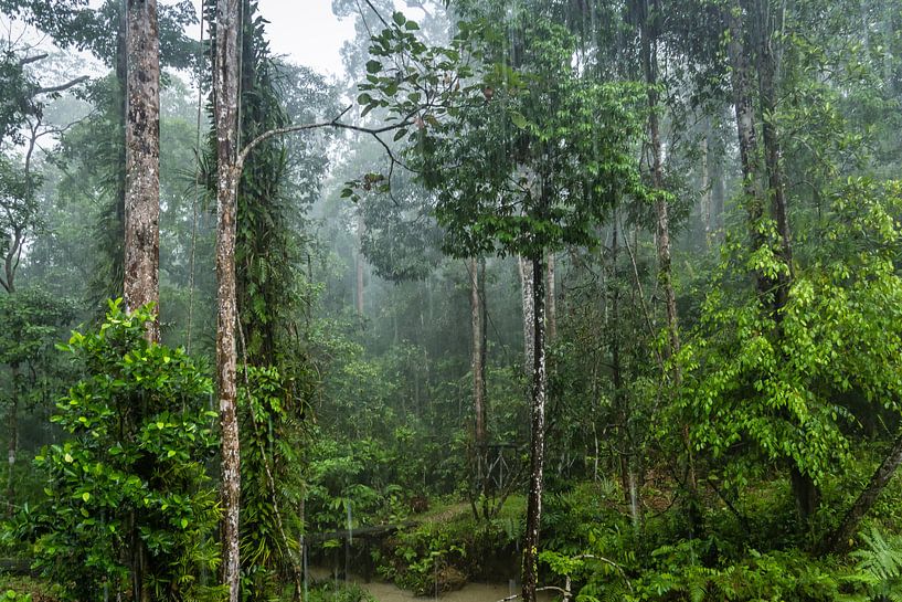 Regenwoud in Borneo van Jasper den Boer