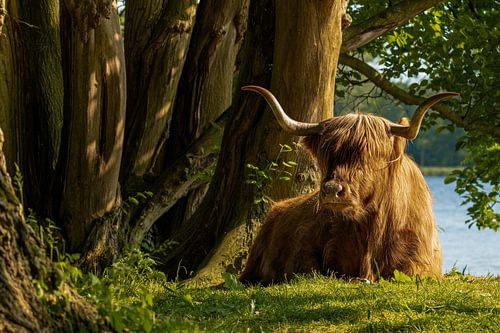Scottish highlander by Peter Bartelings