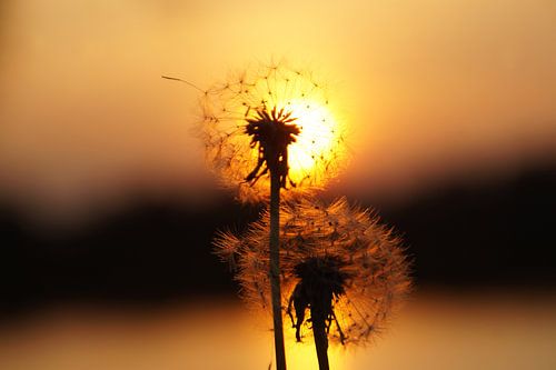 Coucher de soleil avec une peluche de pissenlit