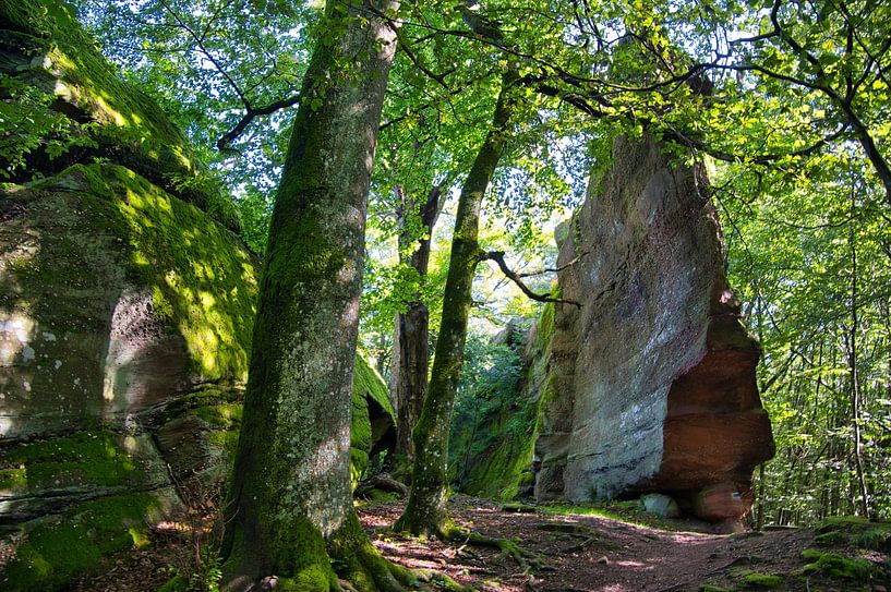 Forêts vosgiennes par Tanja Voigt