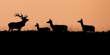 Edelherten in de ondergaande zon von Evert Jan Kip