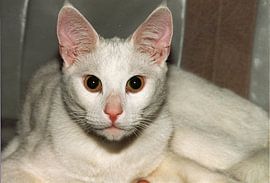 Witte kater by Frank Kleijn