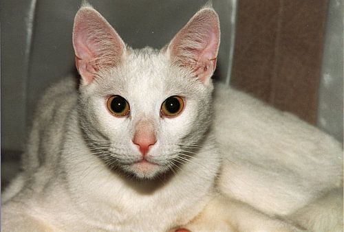 Witte kater
