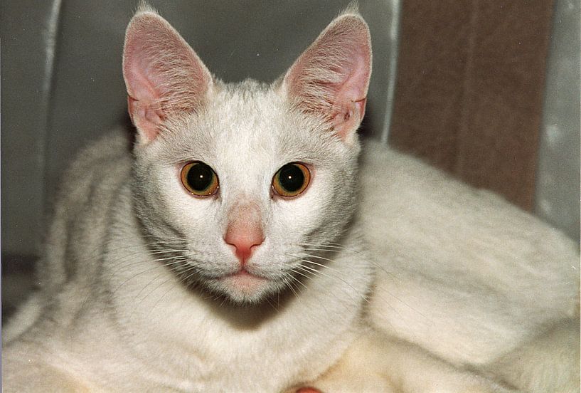 Witte kater par Frank Kleijn