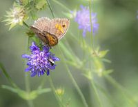 Brown Moth Butterfly