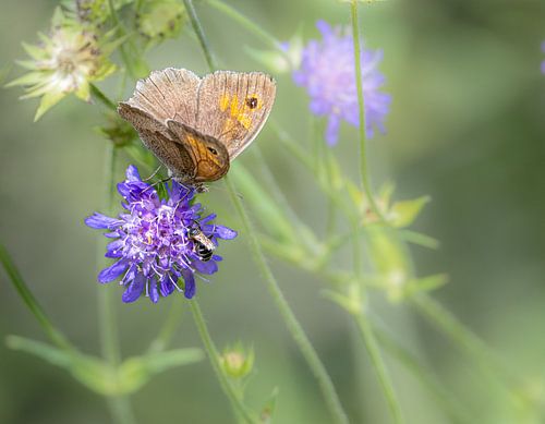 Brauner Mottenfalter