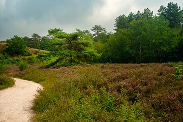 The path along the heath by Arno van der Poel