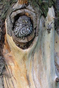 Little Owl / Minervas Owl ( Athene noctua ) sitting in a in a tree hollow