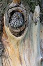 Steinkauz ( Athene noctua ) sitzt in seiner Bruthöhle in einer alten Weide van wunderbare Erde thumbnail