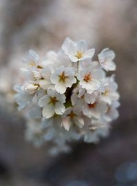 Under the cherry blossom by Richard van de Kerkhof