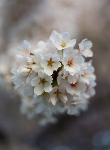 Sous les cerisiers en fleurs