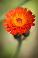 Oranje boven