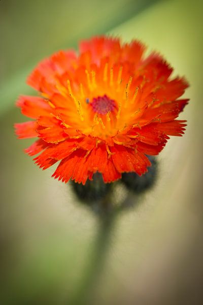 Oranje boven by Mariska Geschiere