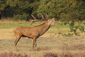 Edelhert sur Jan Katsman