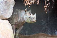 Zwarte neushoorn
