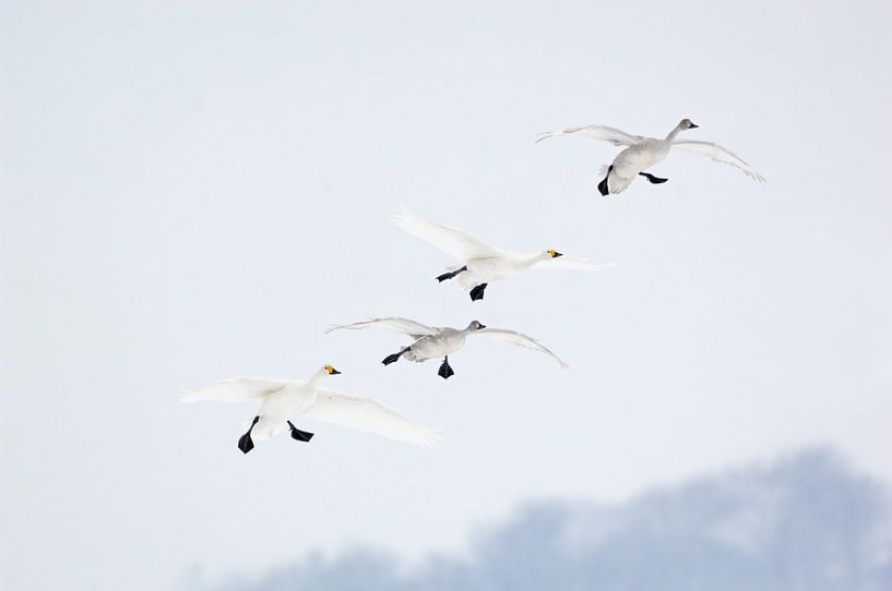 l&#039;entrée en scène... Cygne nain *Cygnus bewickii* par wunderbare Erde