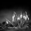 Schneeglöckchen (b/w) von Thomas Heins