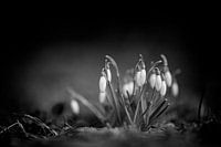 Snowdrop (b/w)
